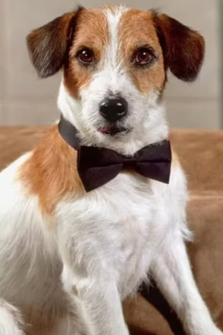 Actor Moose the Dog